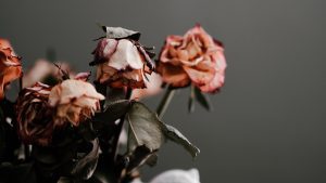catalogs-dead